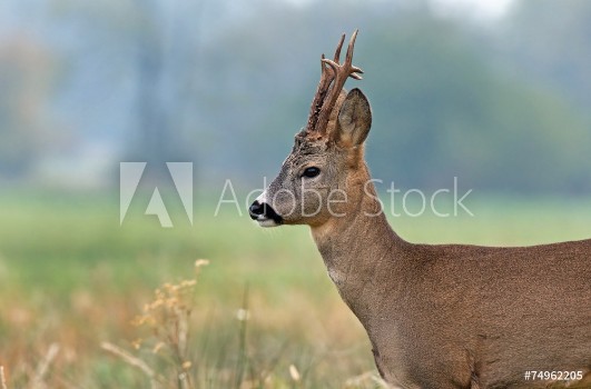 Bild på Close up photo of roe deer